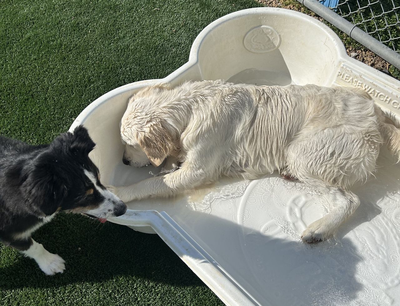 English Cream Golden Retriever cooling off in a bone-shaped splash pool while a tricolor Australian Shepherd watches at outdoor dog daycare
