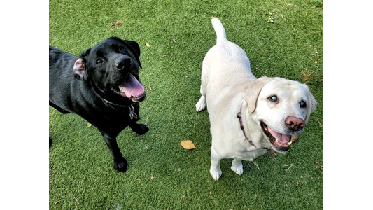 Two labrador dogs at Posh
