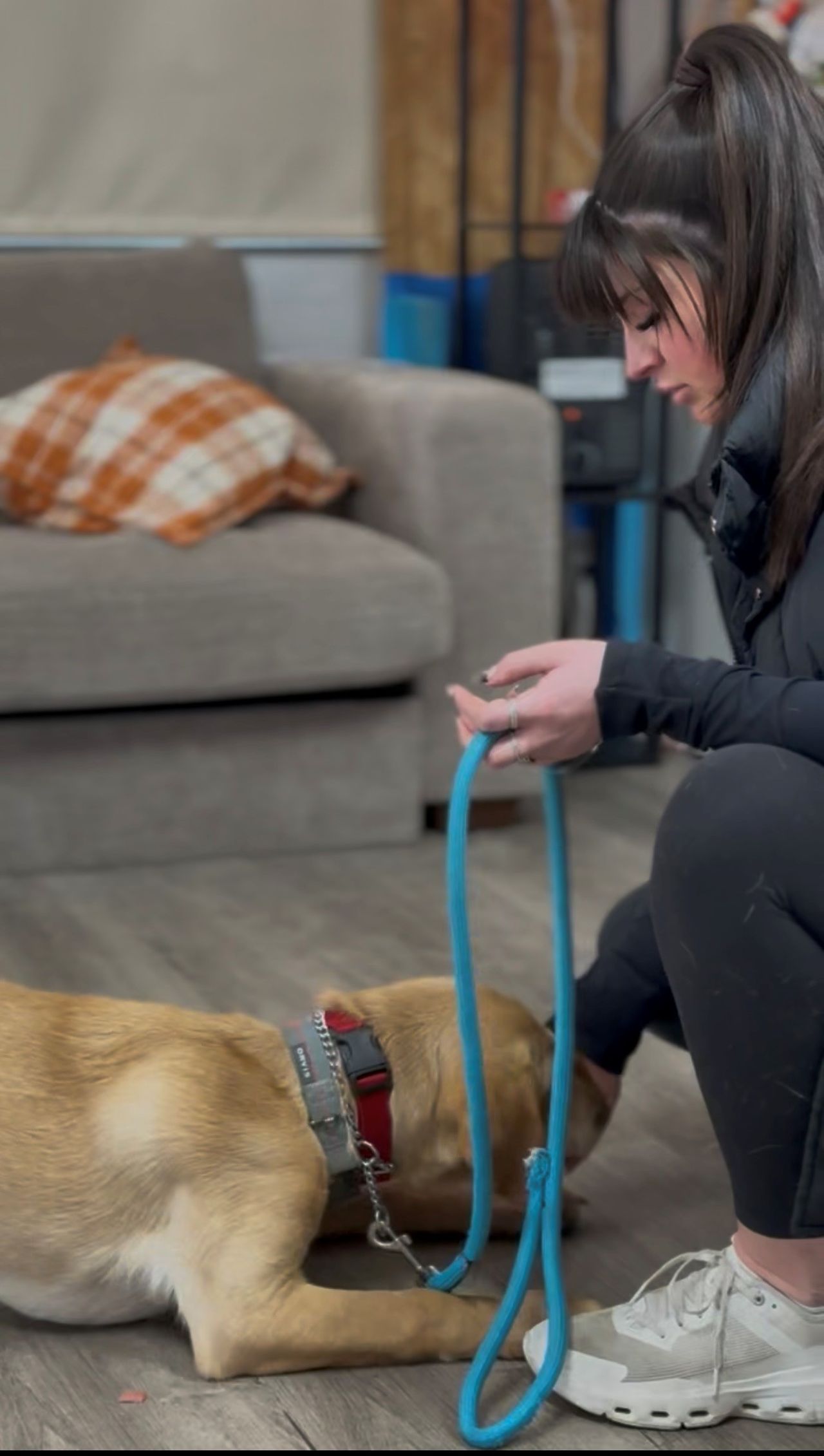 A woman crouching indoors, holding a bright blue slip leash while a yellow dog wearing a red and grey collar lies on the wood floor in front of her, with a grey couch in the background