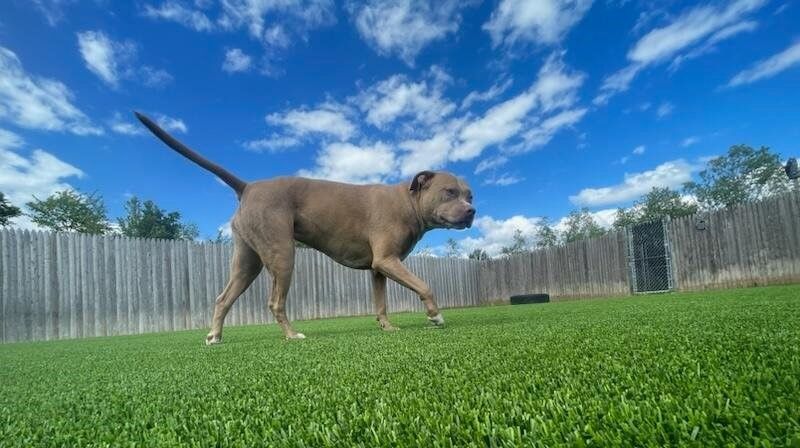 Dog wandering in the Happy Tails Play Area