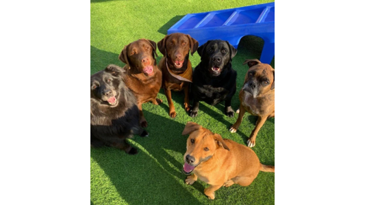 A group of six diverse dogs sitting together on green artificial turf outdoors near a blue play structure, looking up at the camera with happy expressions