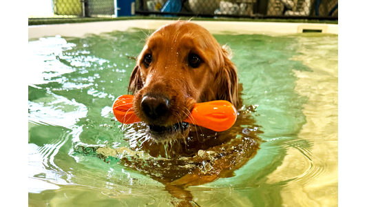 Dog swimming in pool with orange toy