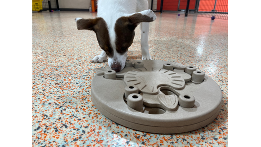 Brown and white dog sniffing and solving an interactive puzzle toy on a speckled floor for mental enrichment