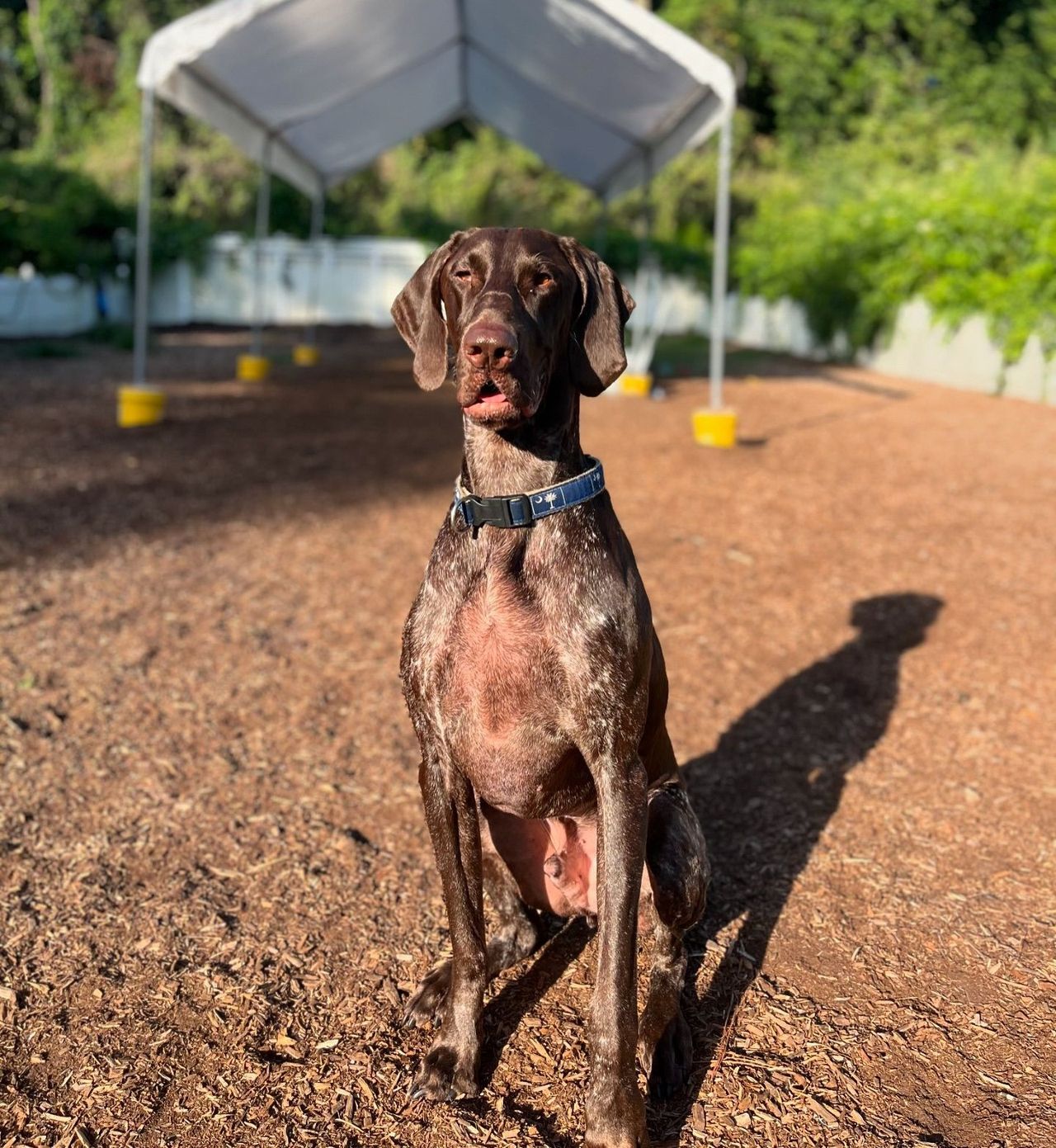 A German Shorthaired Pointer wearing a blue collar sits attentively on wood mulch in an outdoor play yard with a canopy tent in the background