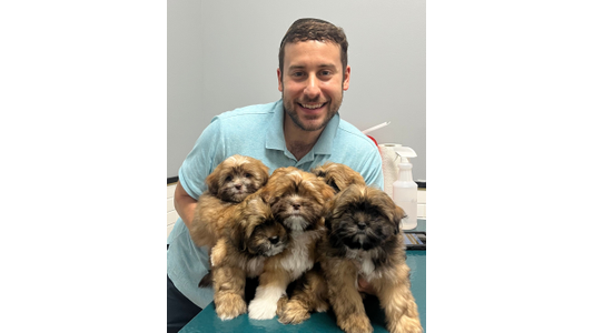 Murray Hill Dr. Maxbetter Vizelberg holding five puppies