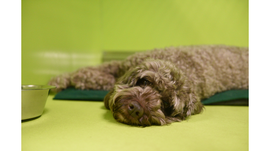 Curly-coated brown doodle dog resting on a green mat beside a water bowl in a clean dog boarding suite