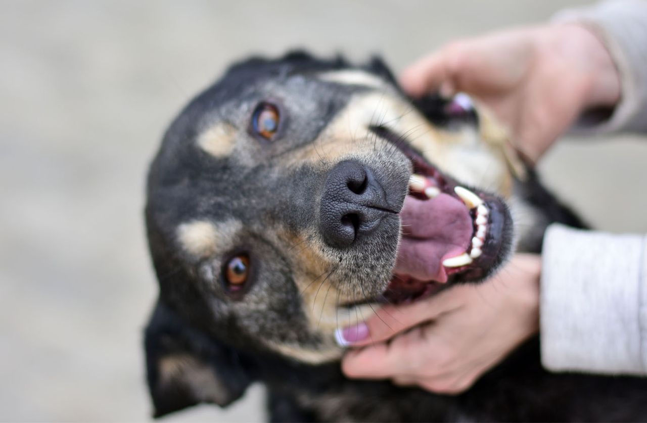 a happy dog with its tongue out, being gently petted on the head by a person's hand.