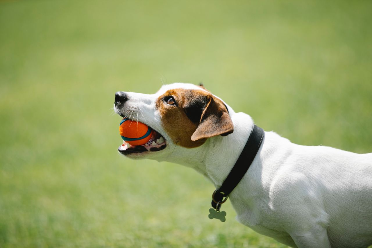 Side profile of a white and tan terrier with a ball and bone-shaped ID tag