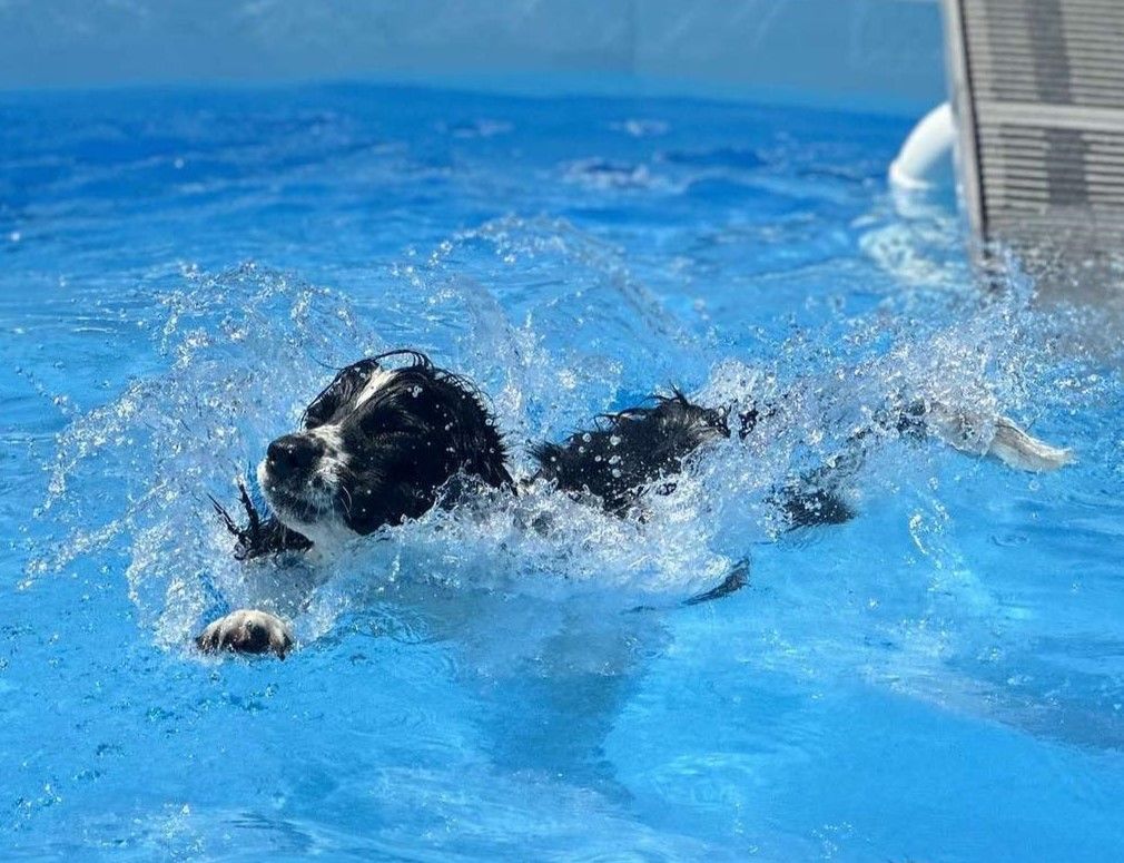 A dog swimming in a pool, creating a splash.
