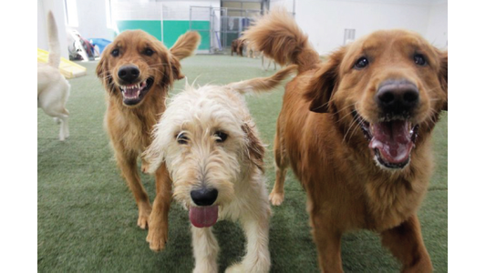 Three dogs playing in yard