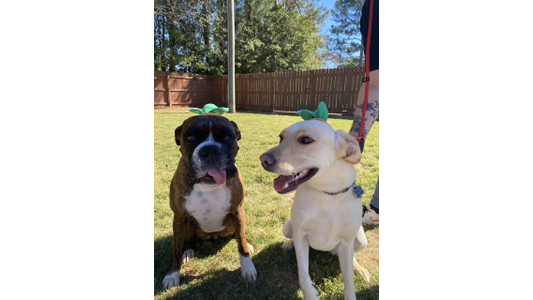 Two dogs, a brindle and white Boxer and a light-colored Lab mix, sit side-by-side on a grassy lawn wearing small green leafy accessories on their heads. The Boxer looks forward with its tongue out, while the smiling Lab mix is on a red leash held by a partially visible person.