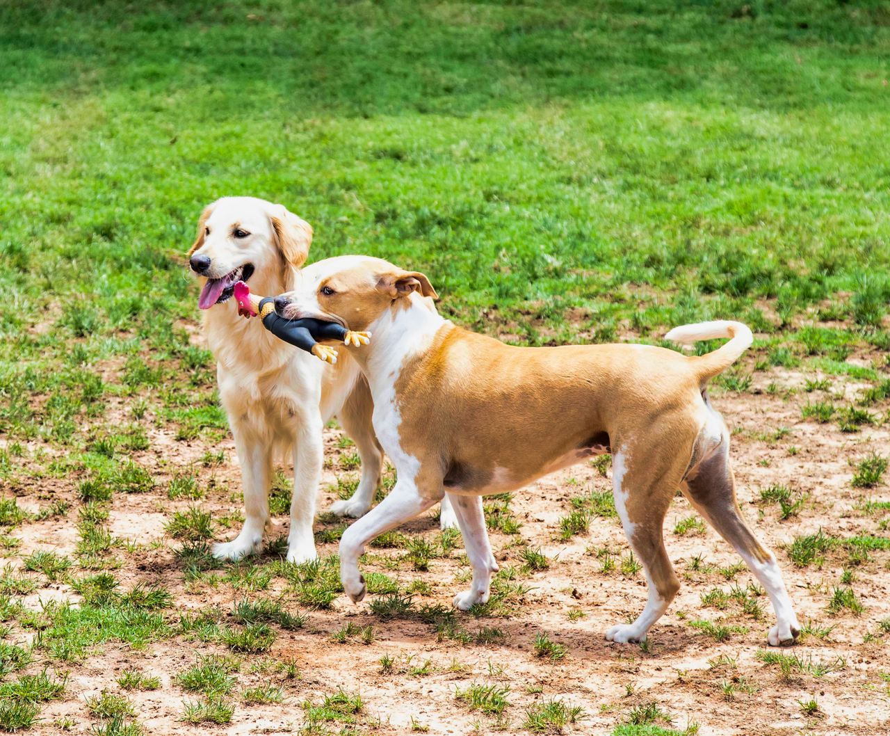 A tan and white dog stands in a patchy grassy field holding a black and red toy in its mouth, while a light golden dog stands just behind it, panting and looking in the same direction