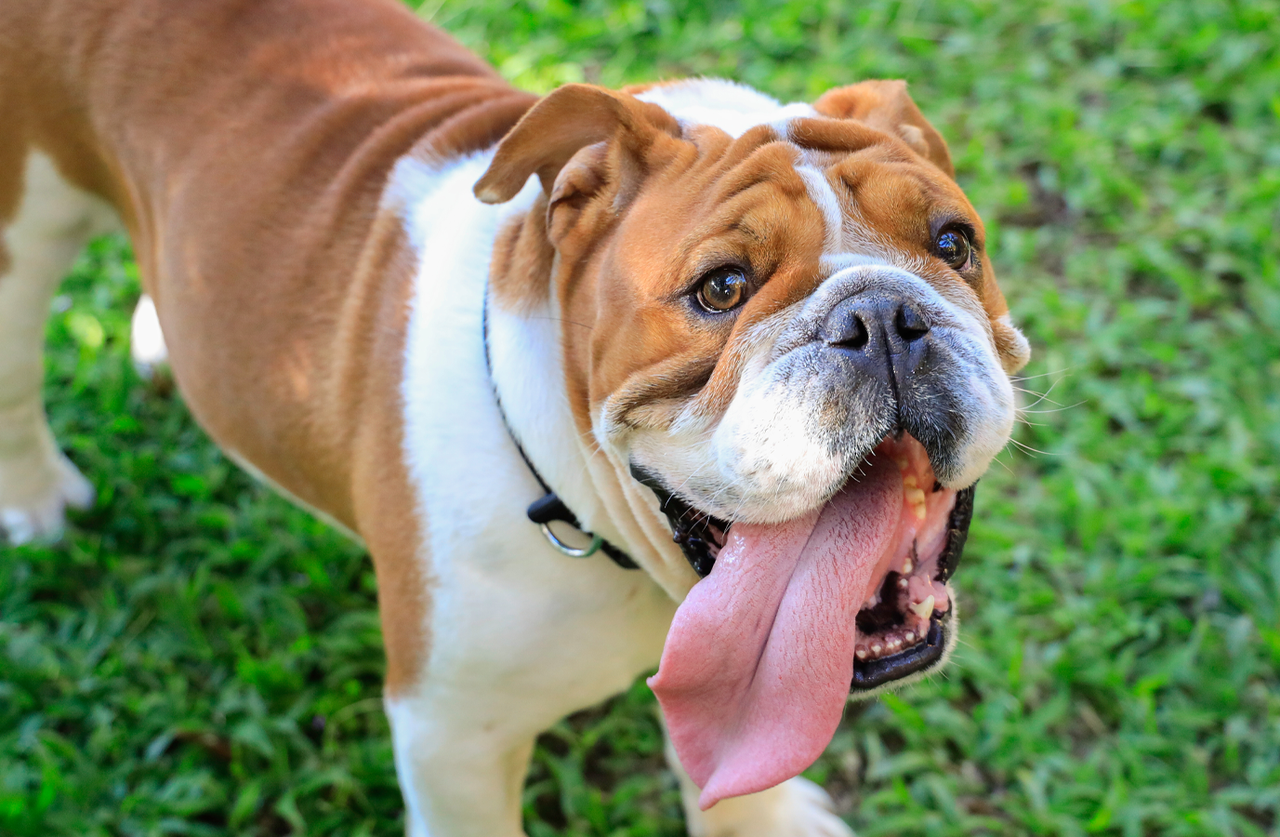 A brown and white English Bulldog panting happily with its tongue hanging out while standing on bright green grass outdoors