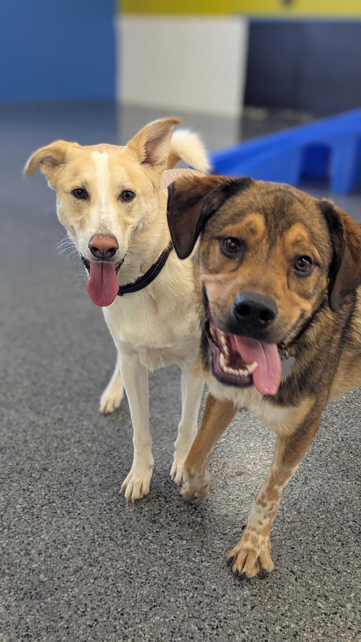Two happy mixed-breed dogs panting and looking directly at the camera in an indoor play area; a light tan dog stands slightly behind a brown and black dog on a speckled grey floor