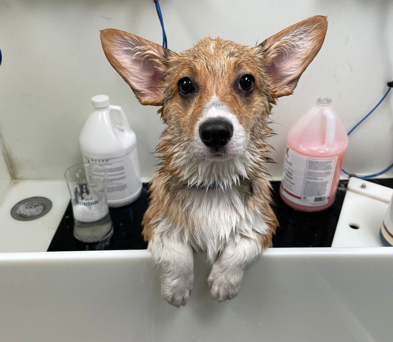 A wet brown and white Corgi with large ears standing in a white grooming tub, resting its front paws on the edge and looking directly at the camera, with large bottles of pet shampoo in the background