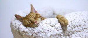 Adopting a Shelter Cat