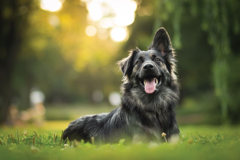 black-dog-grass-happy