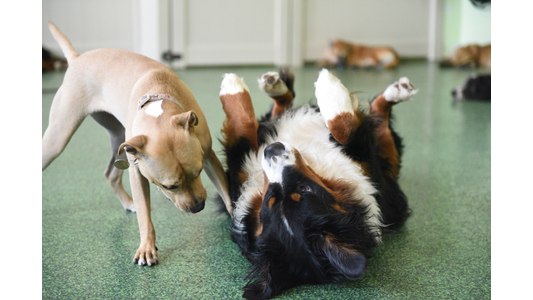 Playful Bernese Mountain Dog rolling on its back while a tan mixed-breed puppy sniffs in an indoor dog daycare playroom
