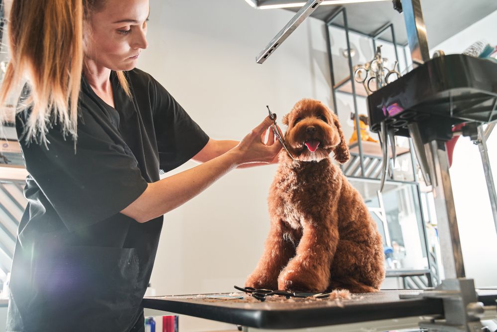 A professional groomer trimming a brown poodle's face on a grooming table.