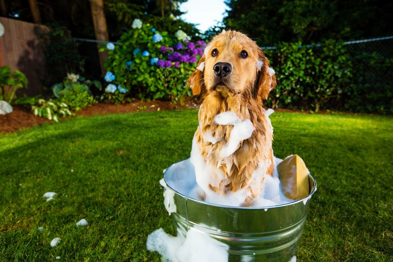 Dog being bathed in a tub with suds