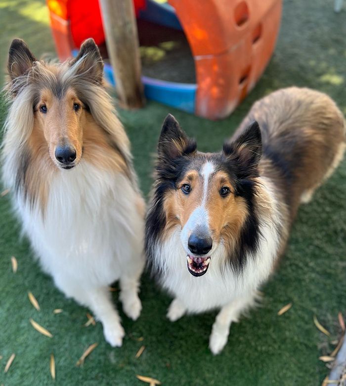 Two Rough Collies sitting side by side on green artificial turf in front of an orange play structure, one with a calm gaze and the other with its mouth open in a happy pant