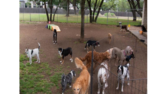 An outdoor dog daycare yard featuring multiple breeds interacting across a dirt and grass play area, enclosed by wire fencing with agility ramps and trees in the background