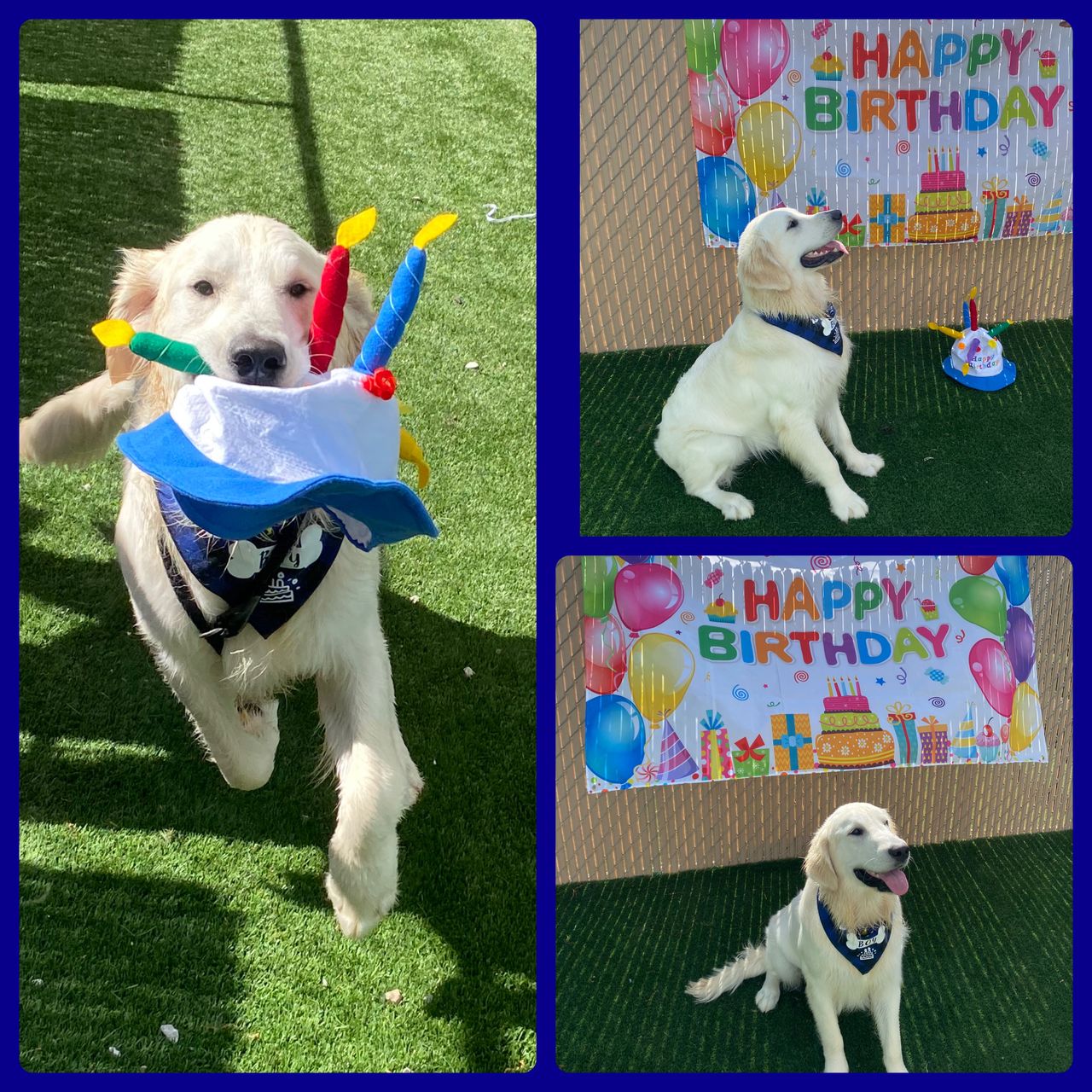 Photo collage of an English Cream Golden Retriever celebrating a birthday at dog daycare, carrying a birthday cake hat and posing in front of a Happy Birthday banner
