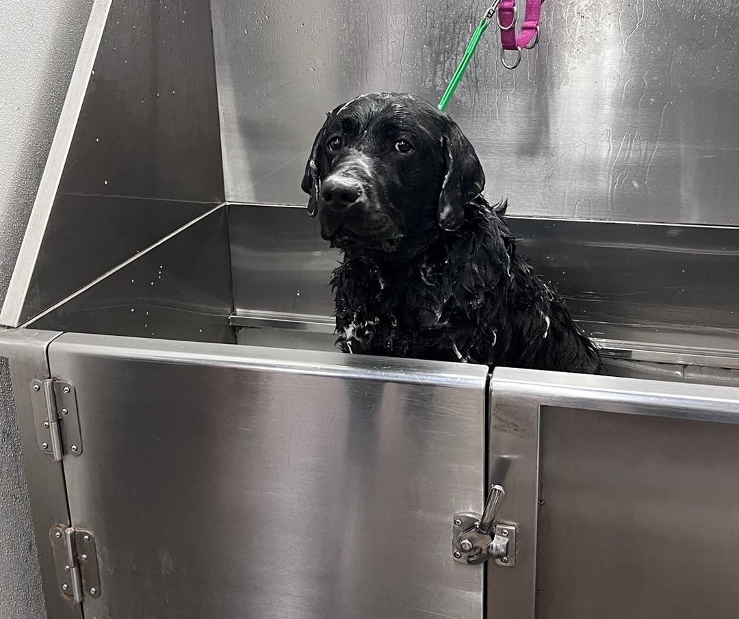 Black Labrador covered in soapy suds sitting patiently inside a stainless steel dog washing station.