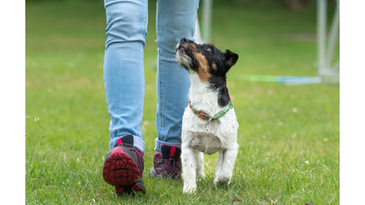 Small terrier puppy heeling beside its trainer and looking up attentively during an outdoor dog training session