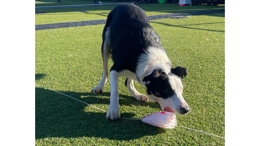 A black and white dog, likely a Border Collie, intently chasing a lure on a green turf field during a lure coursing event