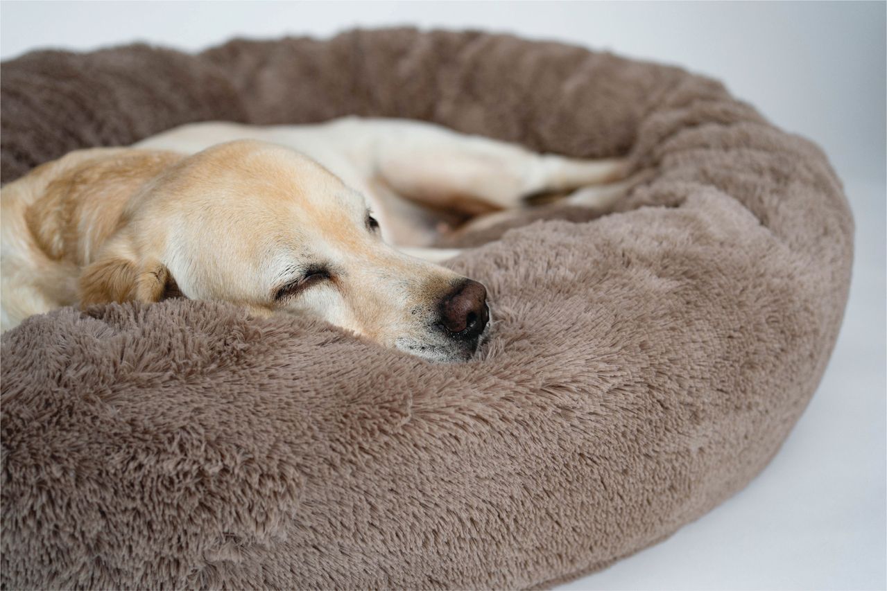 dog sleeping bed