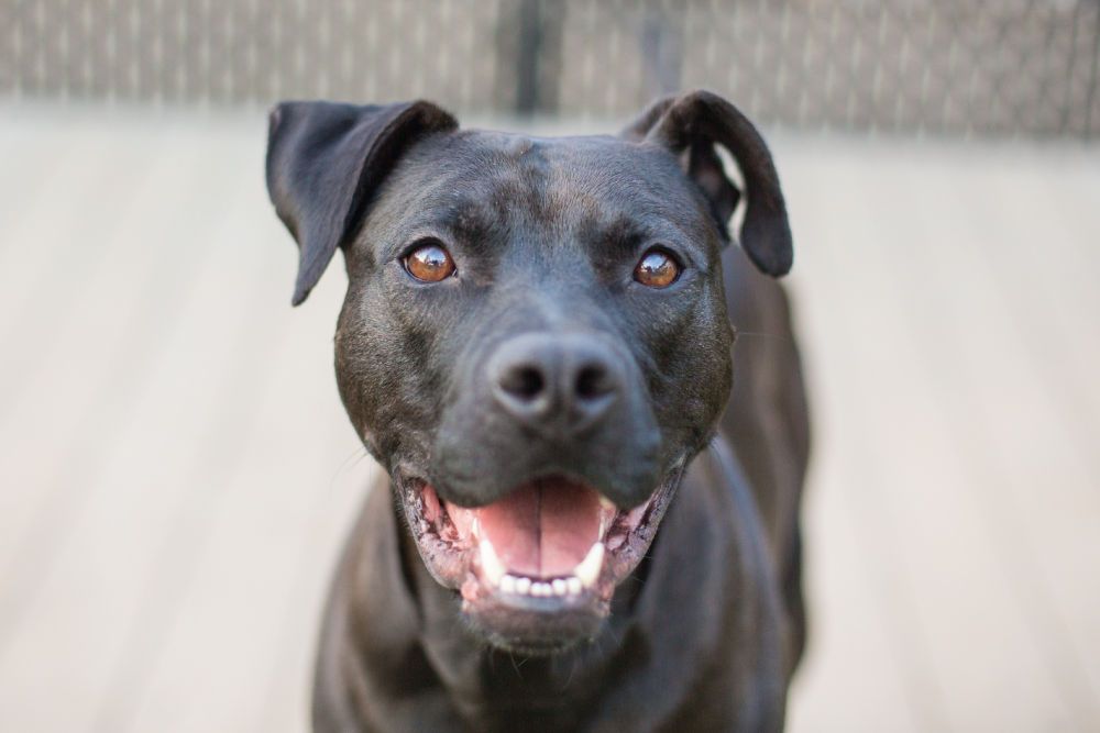smiling black dog