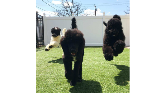 puppy group
