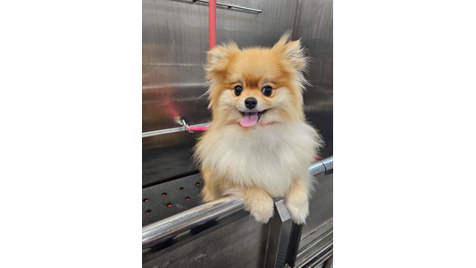 Pomeranian getting a bath