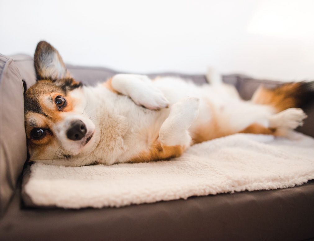 A tan, white, and black Corgi lying on its back on a fluffy white pad inside a dark-colored pet bed, looking directly at the camera with its front paws curled
