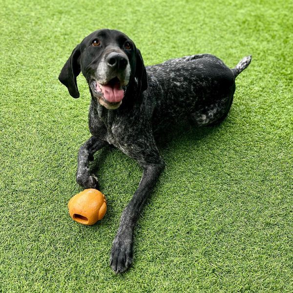 A black and white speckled dog lying on green grass with a yellow ball.