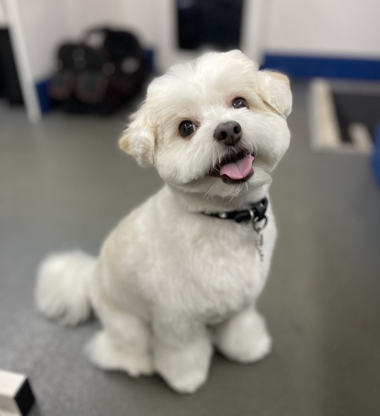 A small, fluffy white dog wearing a black collar sits on a grey floor, tilting its head and looking at the camera with a happy expression and its tongue out against a blurred indoor background