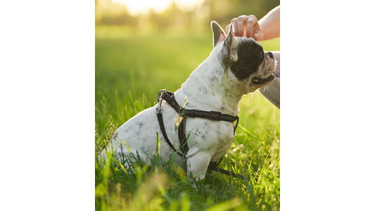 dog in grass