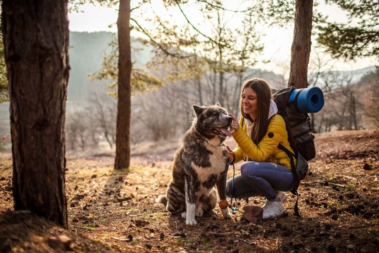 Smiling hiker in a yellow jacket petting a brindle Akita during a forest hike