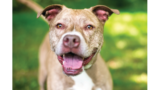 A happy, pit bull mix with hazel eyes standing outdoors on green grass.