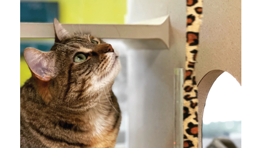 Green-eyed tabby cat looking up at a multi-level cat condo with a leopard print scratching post