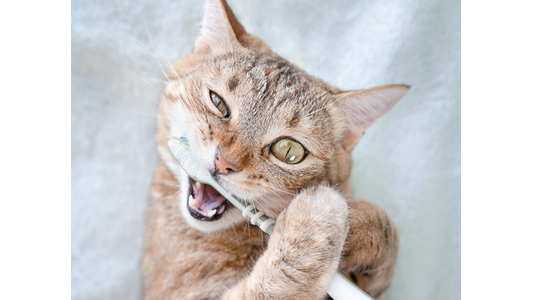 Tabby cat chewing on toothbrush.