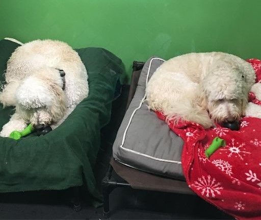 Two fluffy, light-colored dogs resting side-by-side on elevated dog beds—one on a dark green cover and the other on a red snowflake blanket—both enjoying chew toys against a bright green wall.