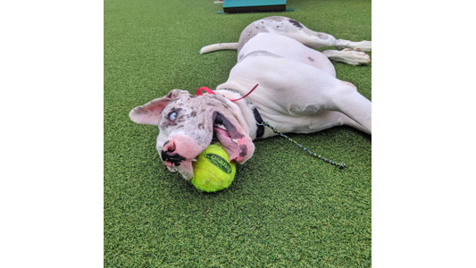 dog biting a ball