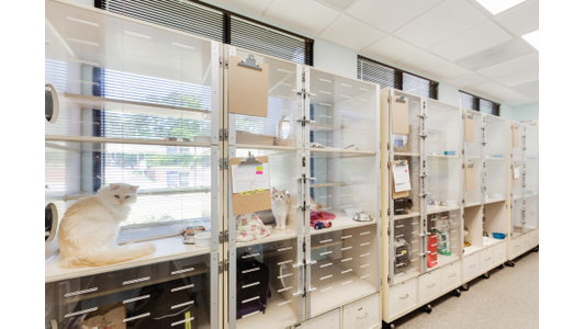 the Cat Clinic boarding area