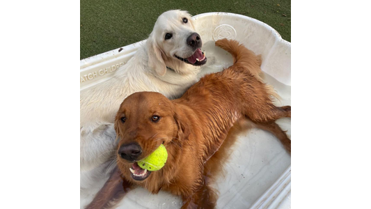 Happy wet Golden Retrievers relaxing together in a pool on a turf play yard