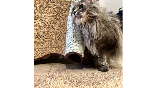 Curious gray cat emerging from a cozy hiding spot beneath a quilt