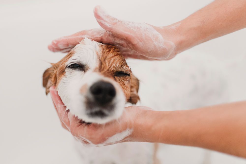 Small brown and white dog getting washed with soapy shampoo during a bath in a grooming tub