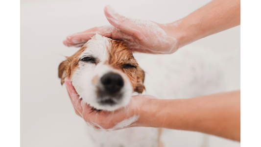 White and brown dog being bathed.