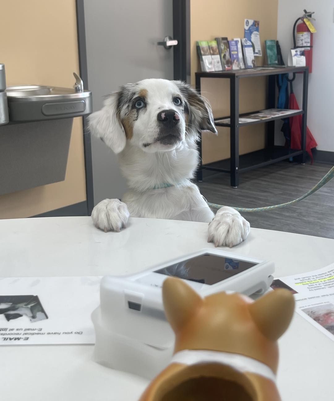 A white and merle dog with light eyes standing on its hind legs, with its front paws resting on a white reception desk at a pet care clinic